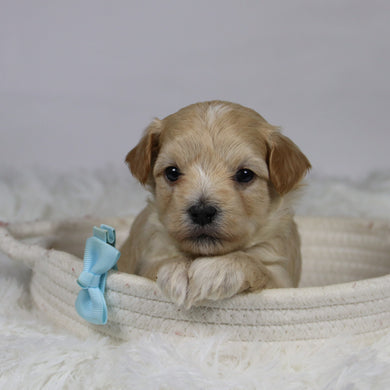 Markie - Available 12/3