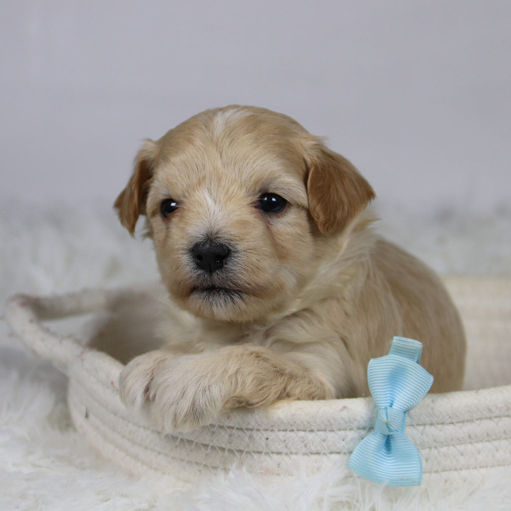 Markie - Available 12/3