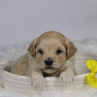 Aaron - Available 12/3