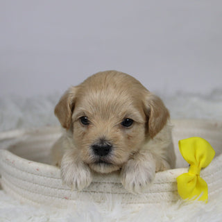 Aaron - Available 12/3