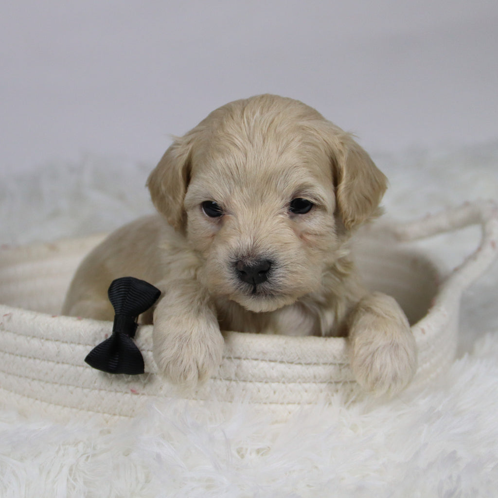 Hondo - Available 12/3