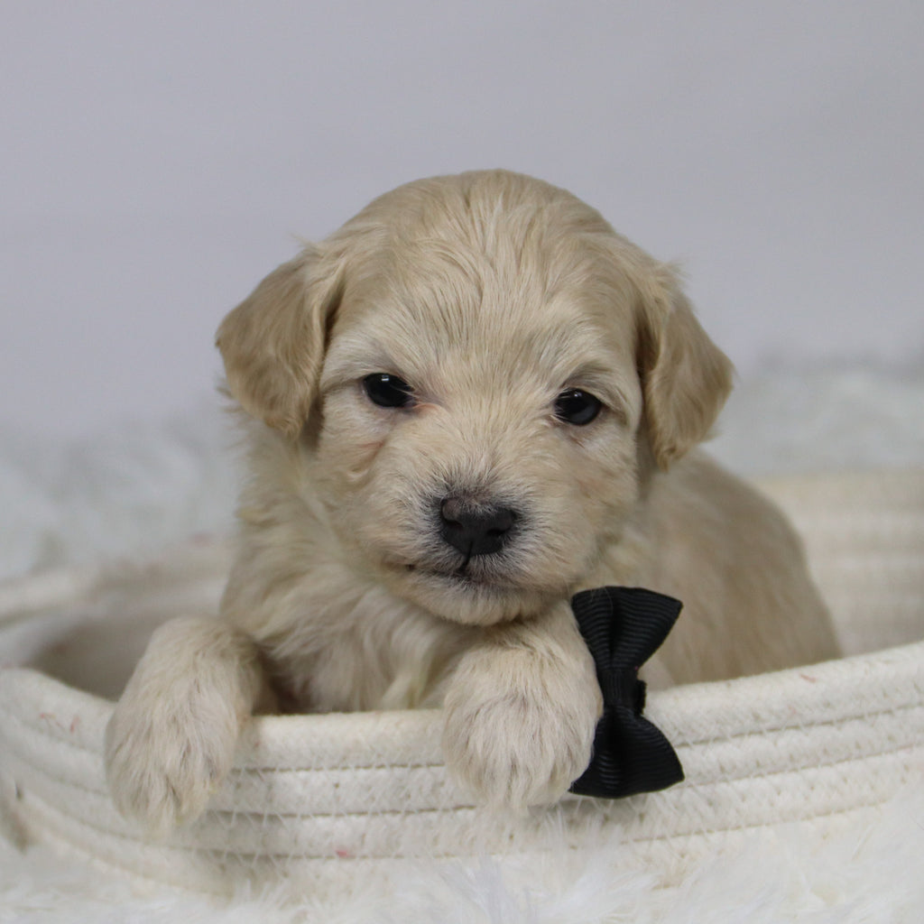 Hondo - Available 12/3