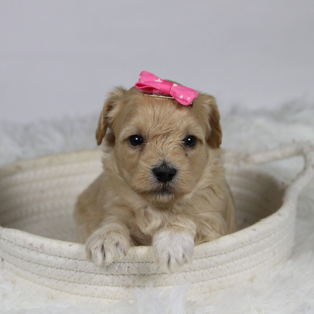 Koala - Available 12/3