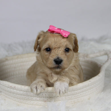 Koala - Available 12/3