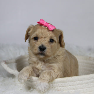 Koala - Available 12/3