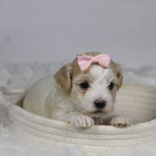 Koleen - Available Now