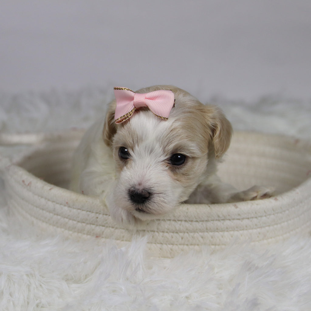 Koleen - Available Now