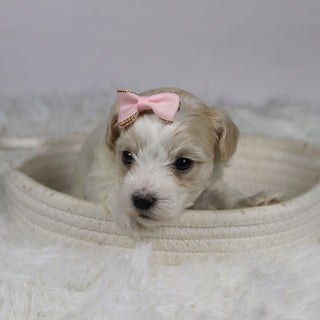 Koleen - Available 12/3