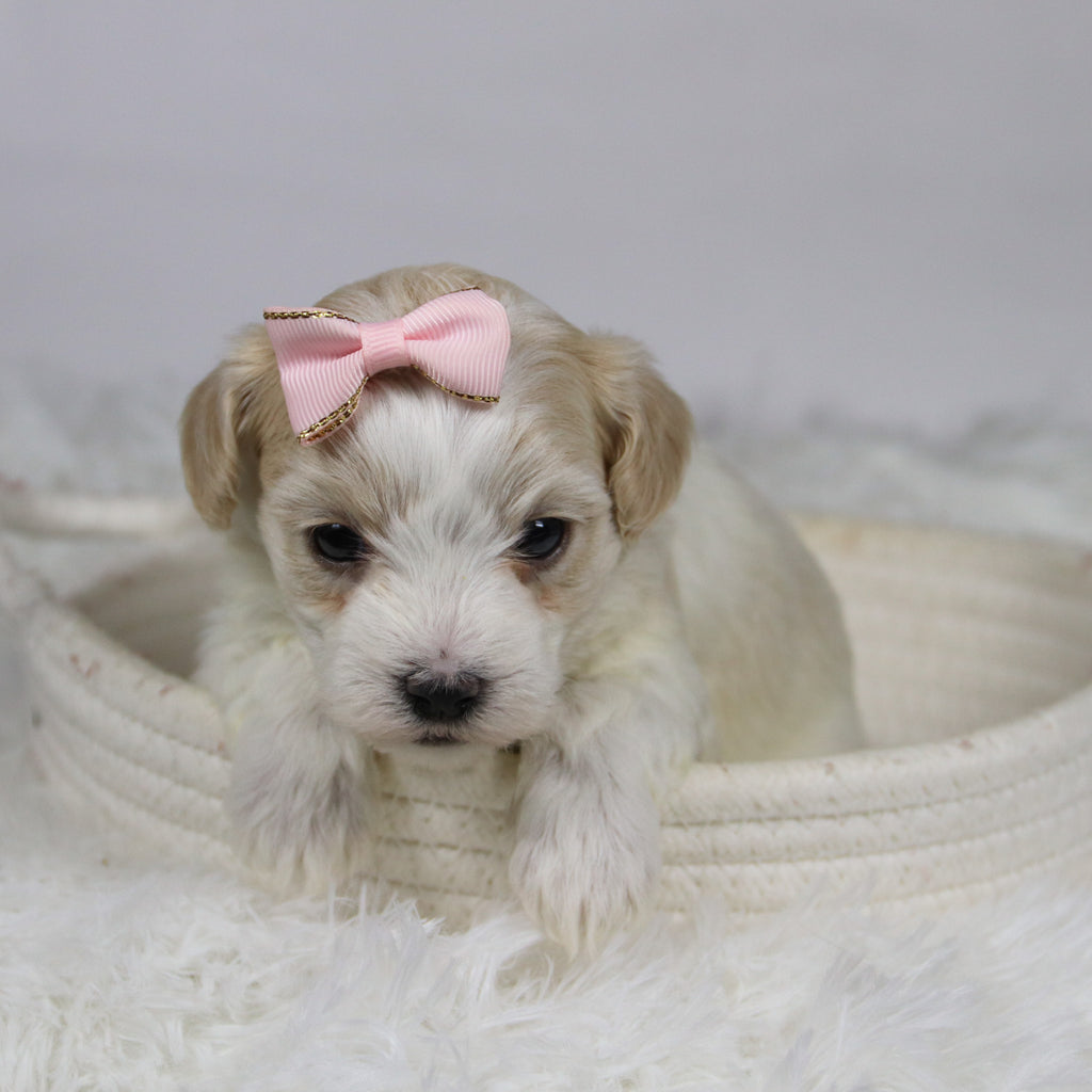 Koleen - Available Now