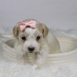 Koleen - Available Now