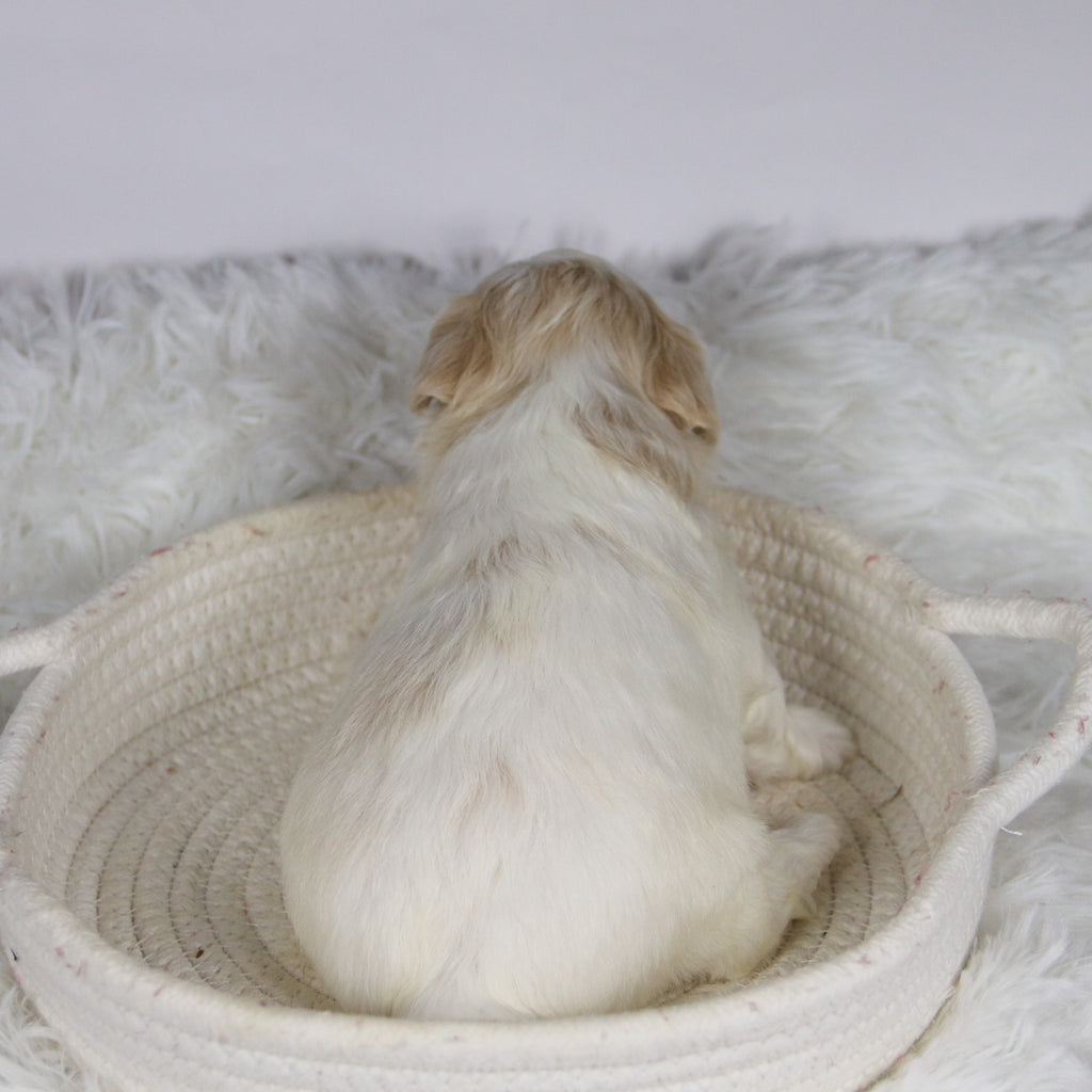 Koleen - Available Now