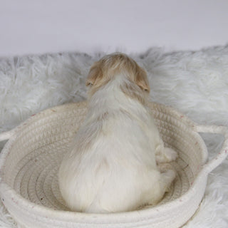 Koleen - Available 12/3