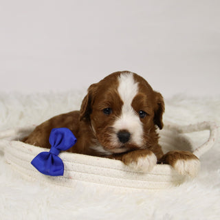 Abraham - Available 12/3