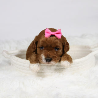 Bambina - Available 12/3