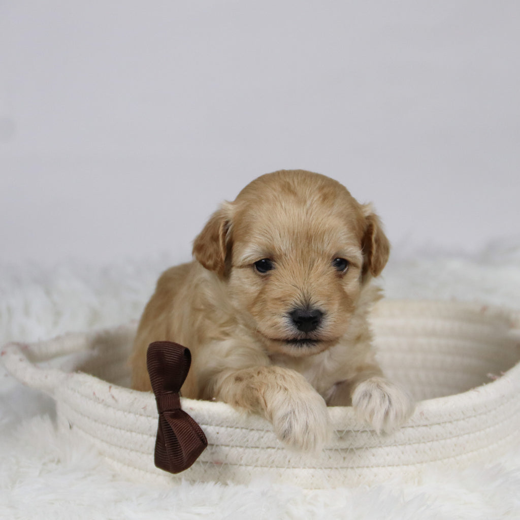 Abner - Available 12/3