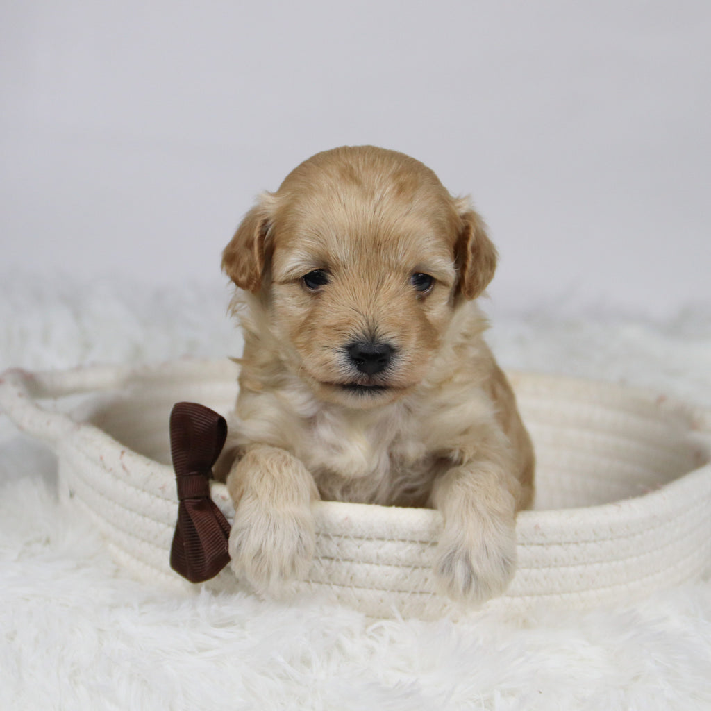 Abner - Available Now