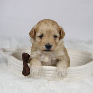 Abner - Available 12/3