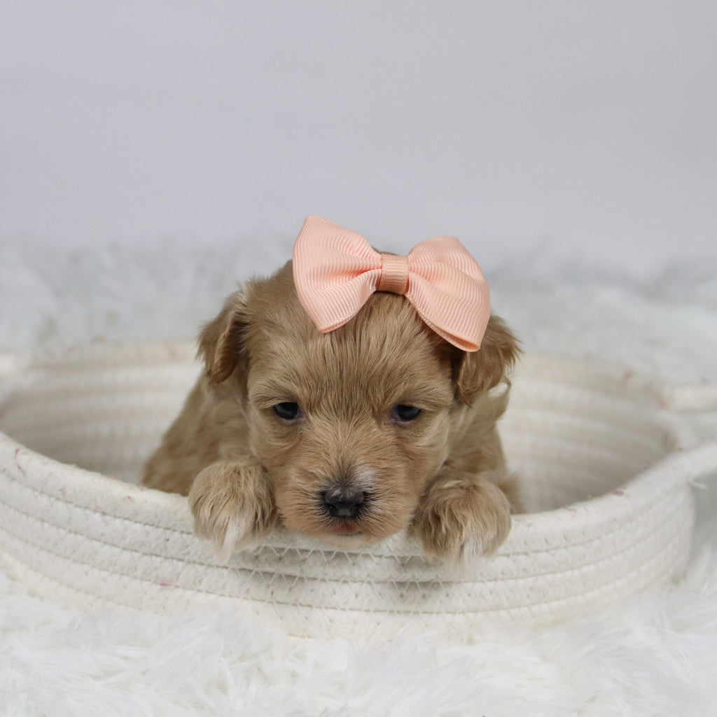 Baina - Available 12/3