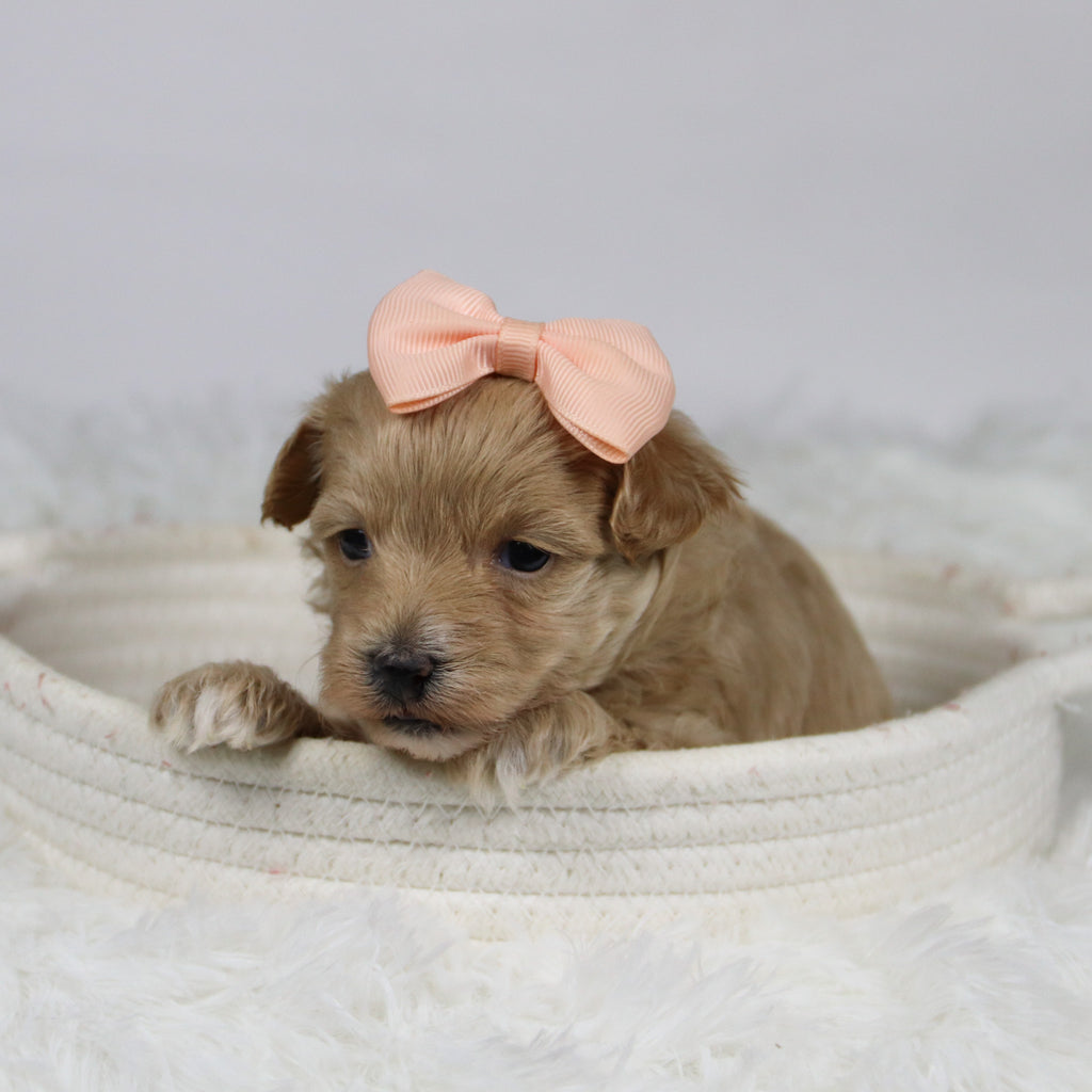 Baina - Available 12/3