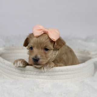 Baina - Available 12/3