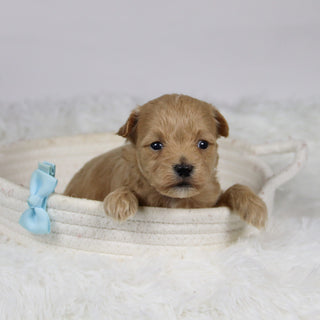 Abena - Available 12/3