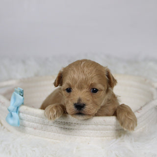 Abena - Available Now