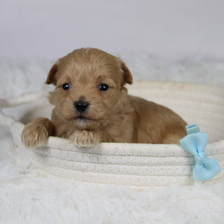 Abena - Available Now