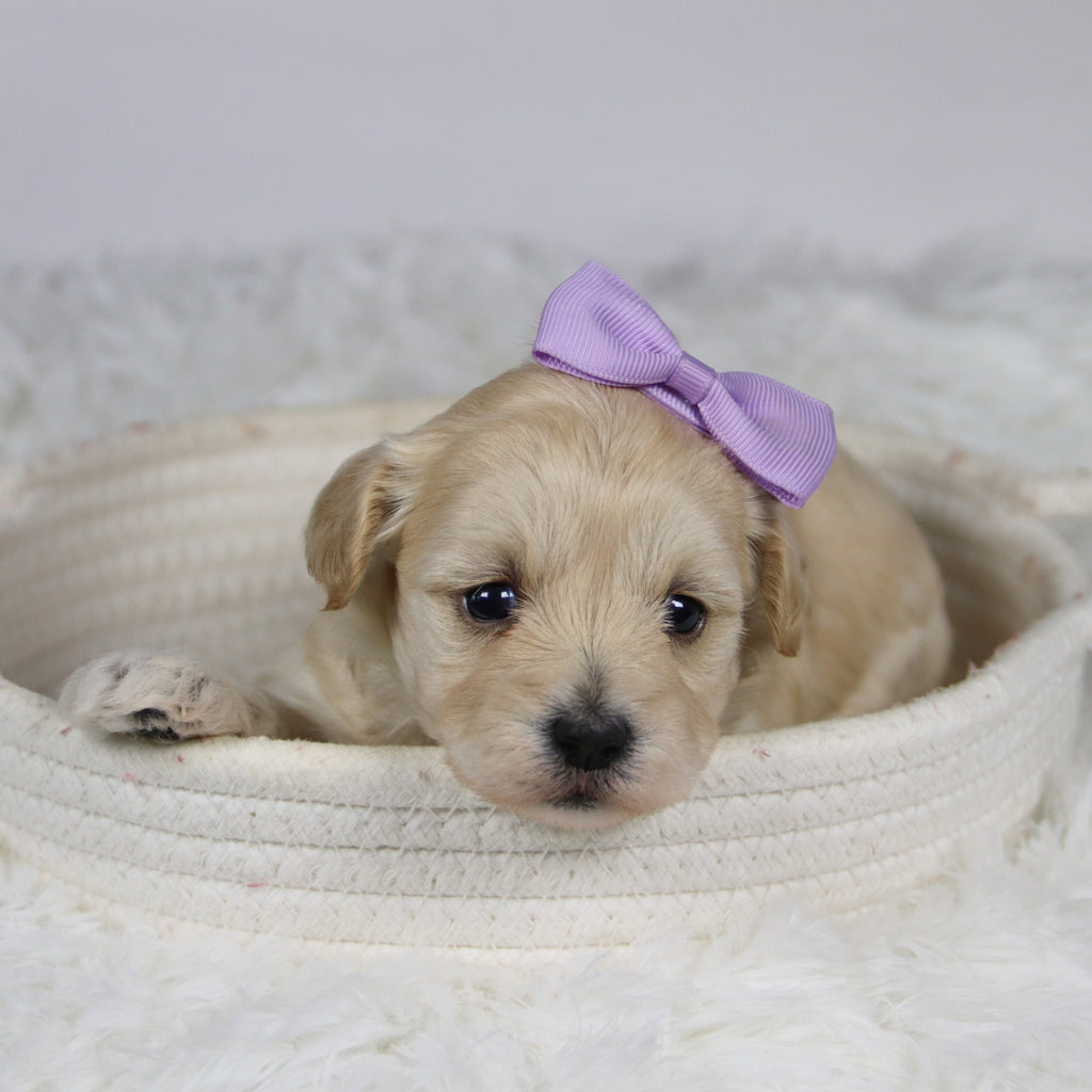 Bailey - Available Now