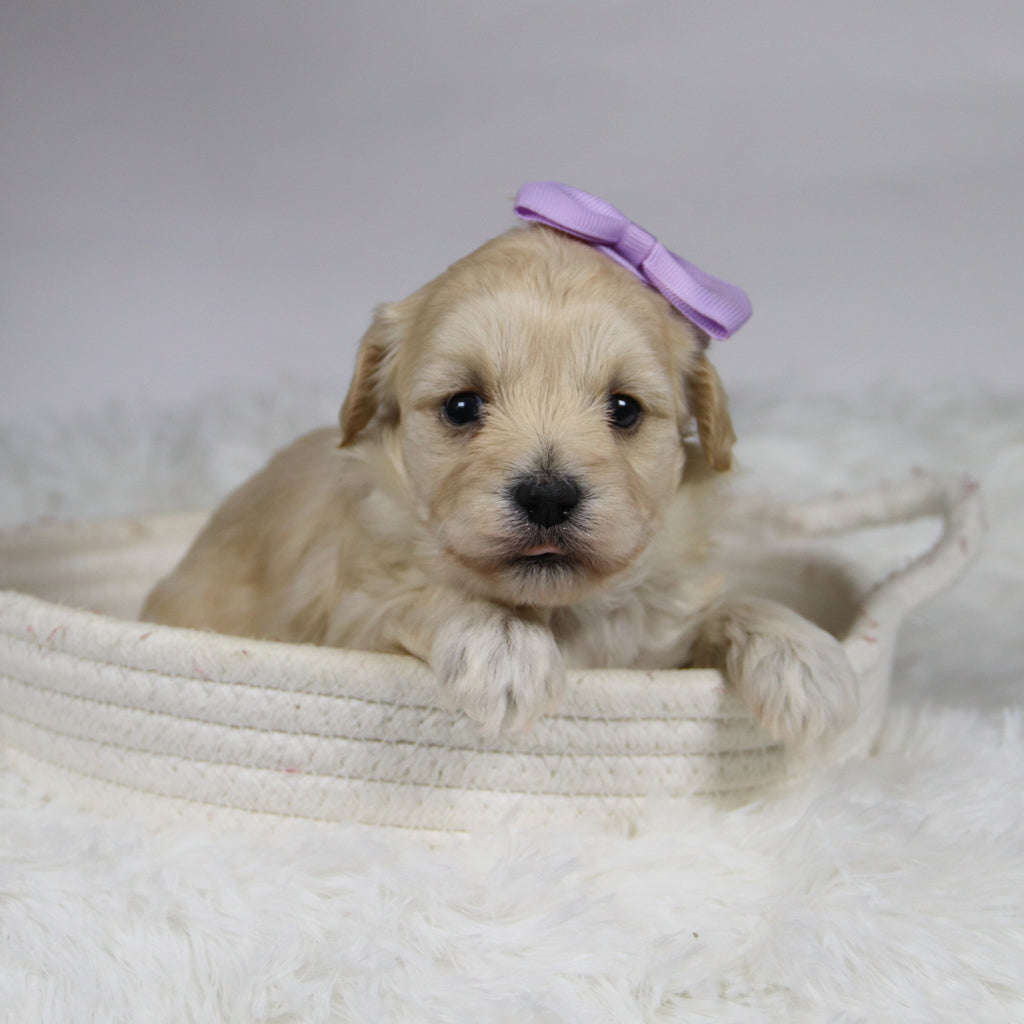 Bailey - Available 12/3