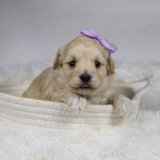 Bailey - Available 12/3