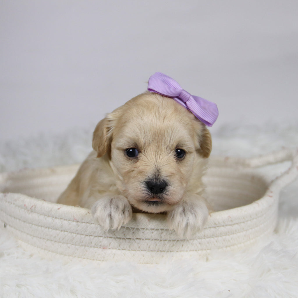 Bailey - Available Now