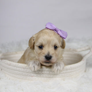 Bailey - Available Now