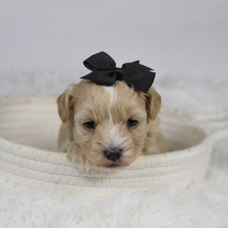 Baka - Available 12/3