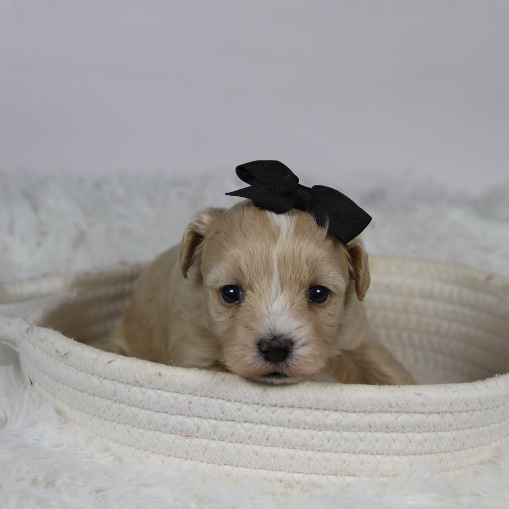 Baka - Available 12/3