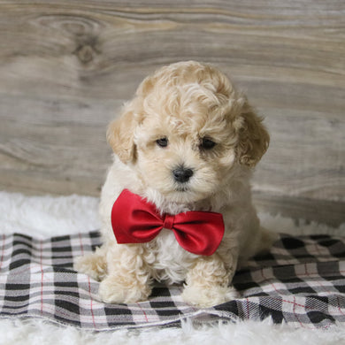 Banner - Available 12/10