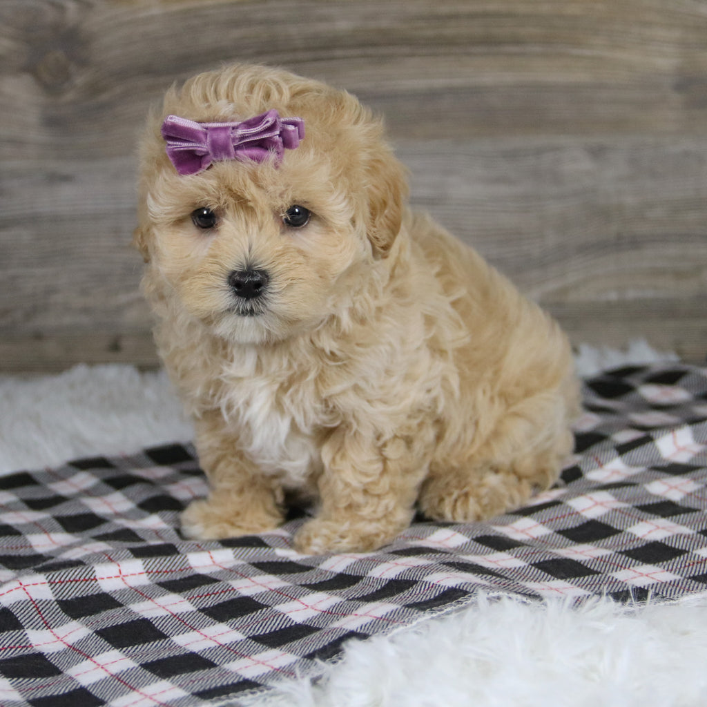 Carol - Available 12/10