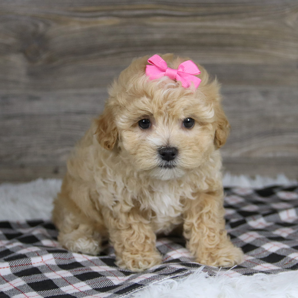 Casey - Available 12/10