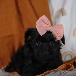Millie