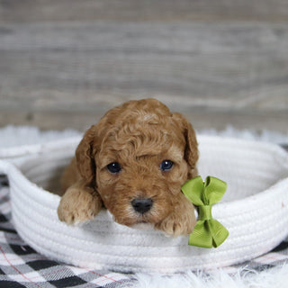 Sherrod - Available 12/31