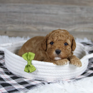 Sherrod - Available 12/31