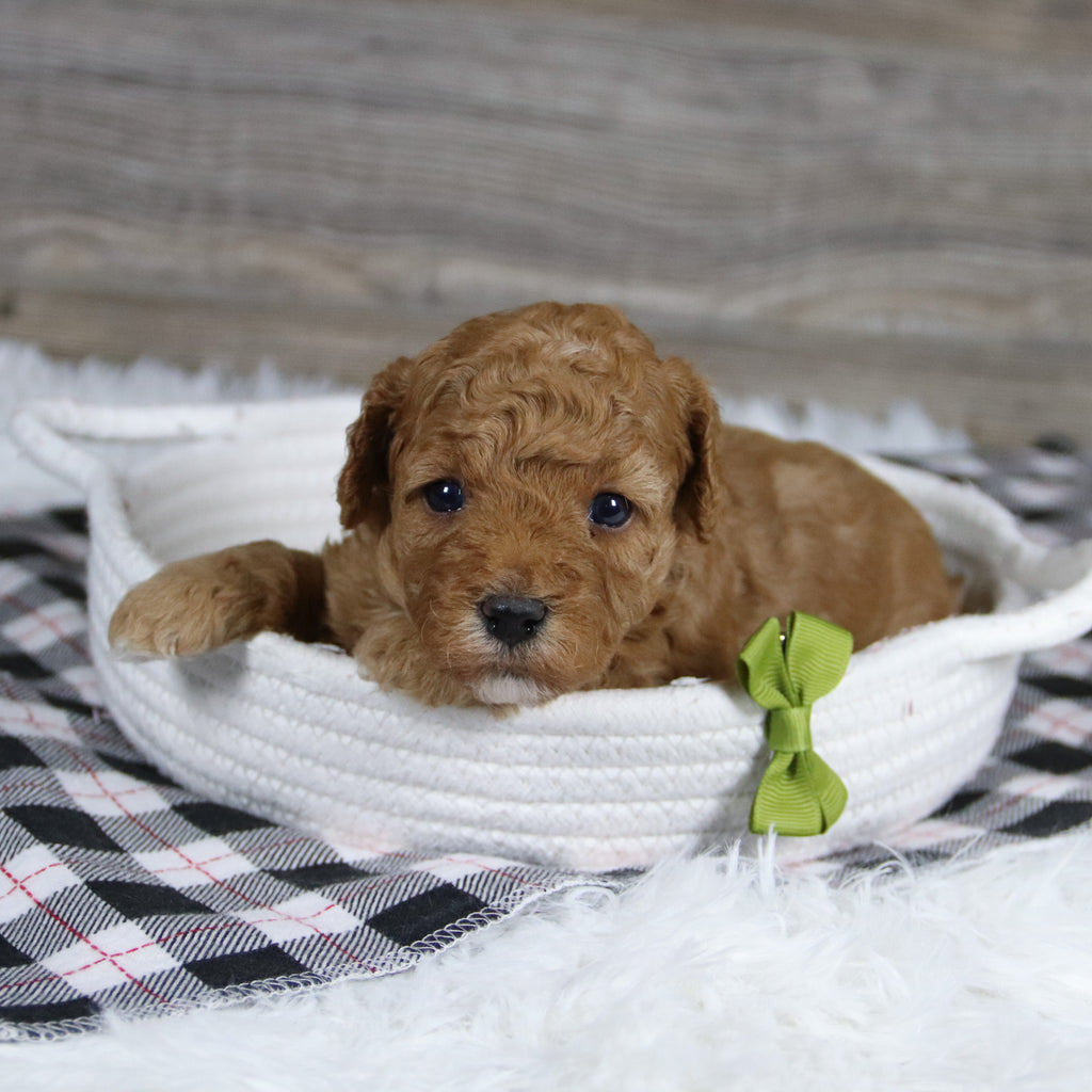 Sherrod - Available 12/31