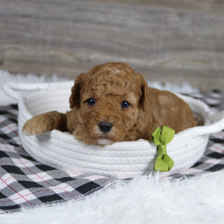 Sherrod - Available 12/31