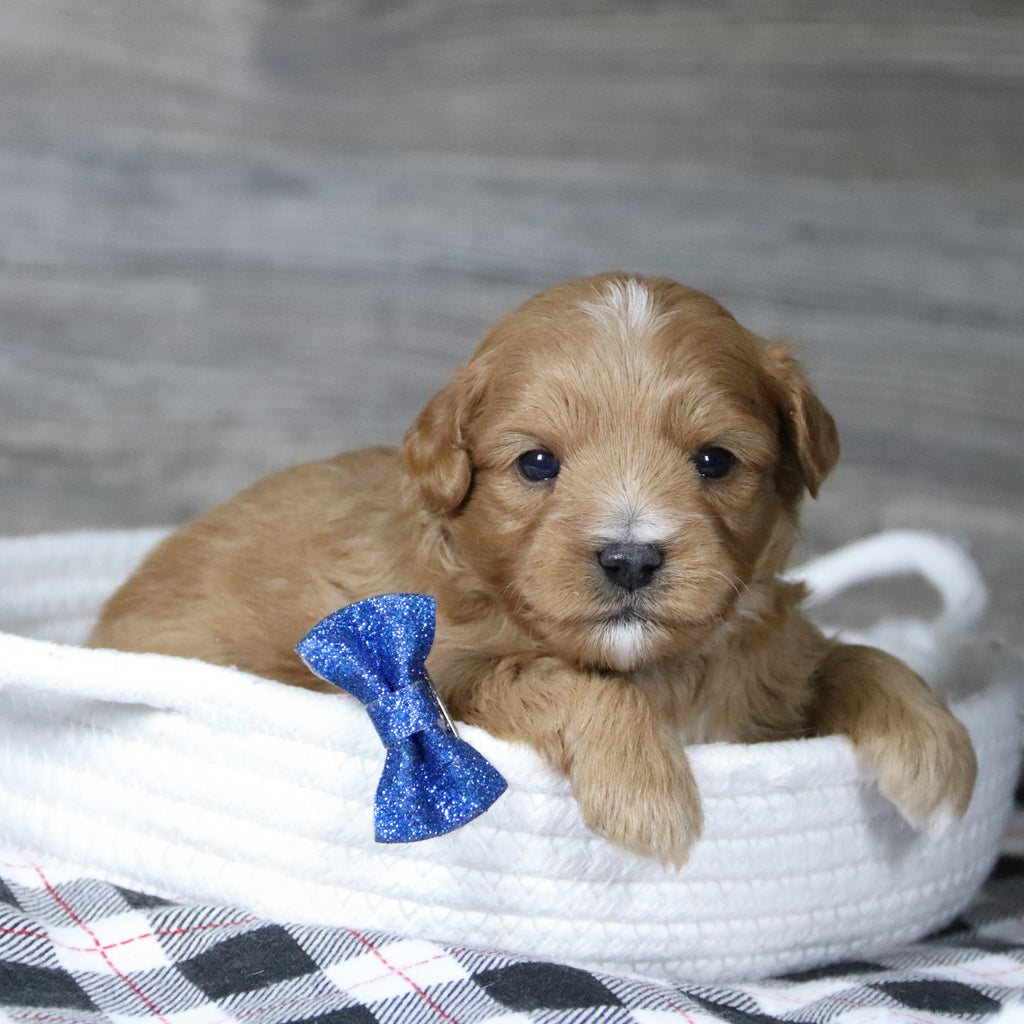 Bill - Available 12/31