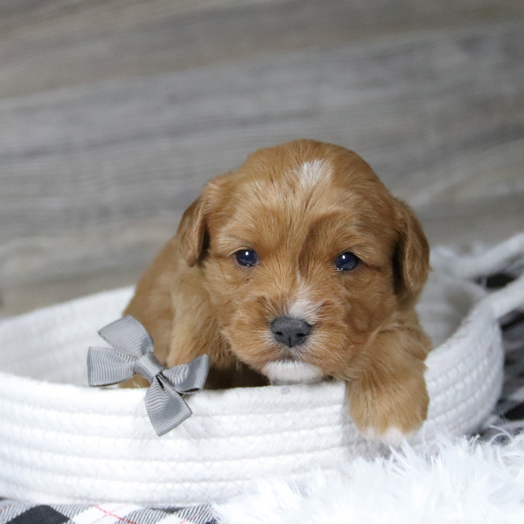 Gus - Available 12/31