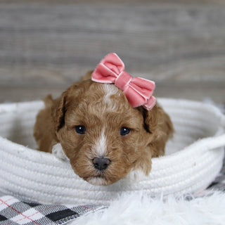 Lois - Available 12/31