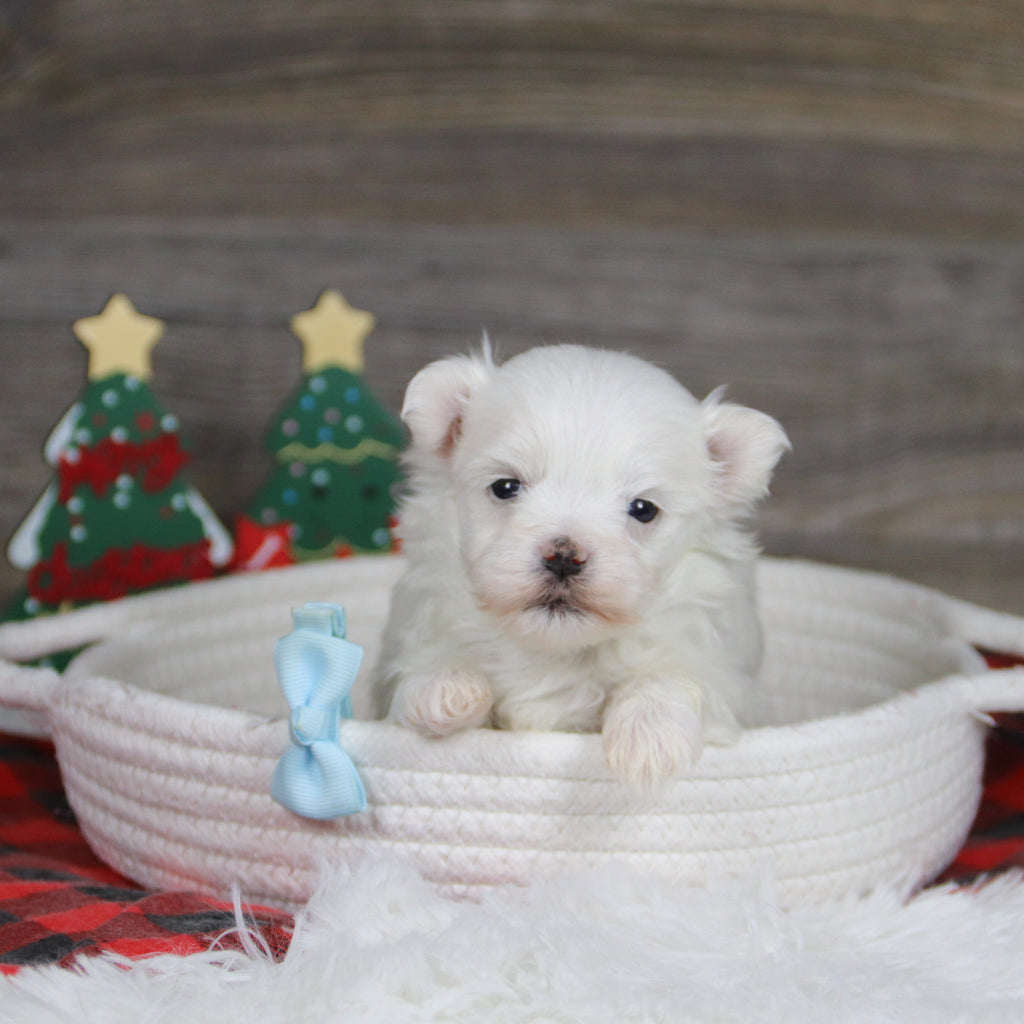 Roan - Available 1/8