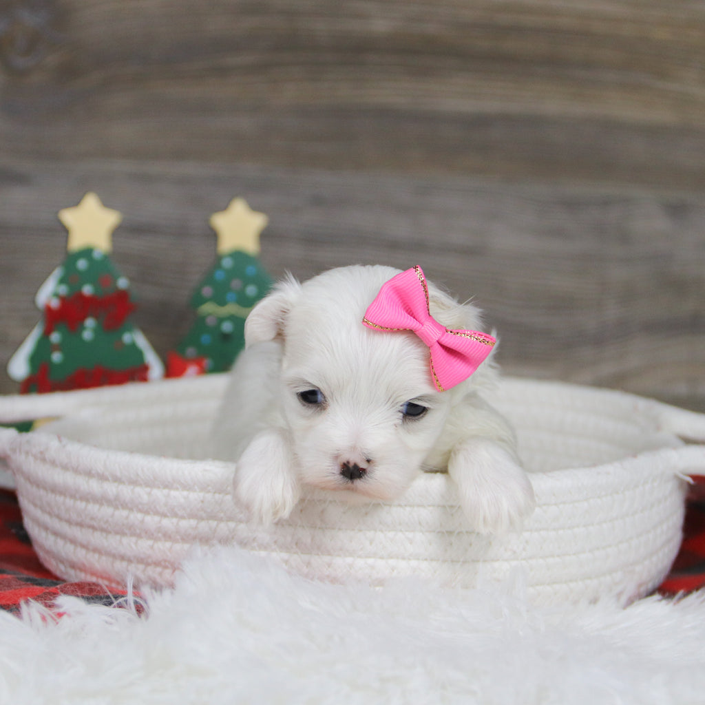 Landra - Available 1/8