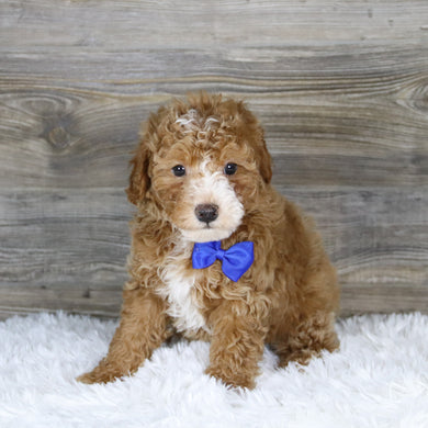 Theo - Available 1/15