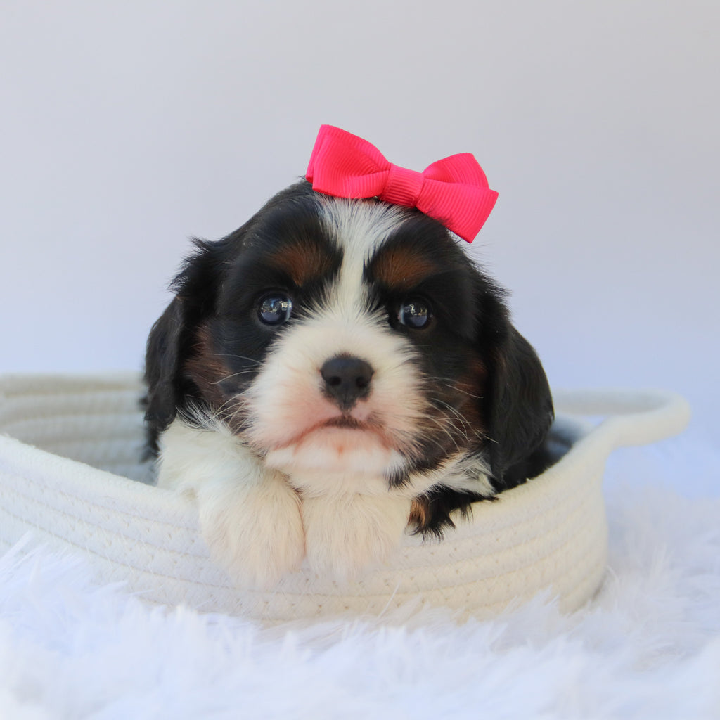 Rainbow - Available Now