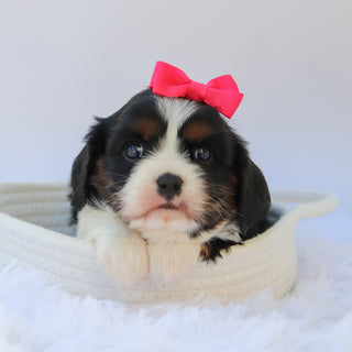 Rainbow - Available Now